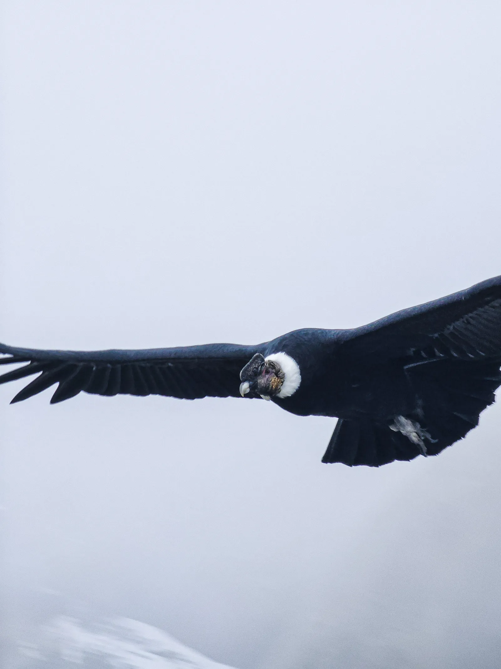 Andean condor soaring over Torres del Paine