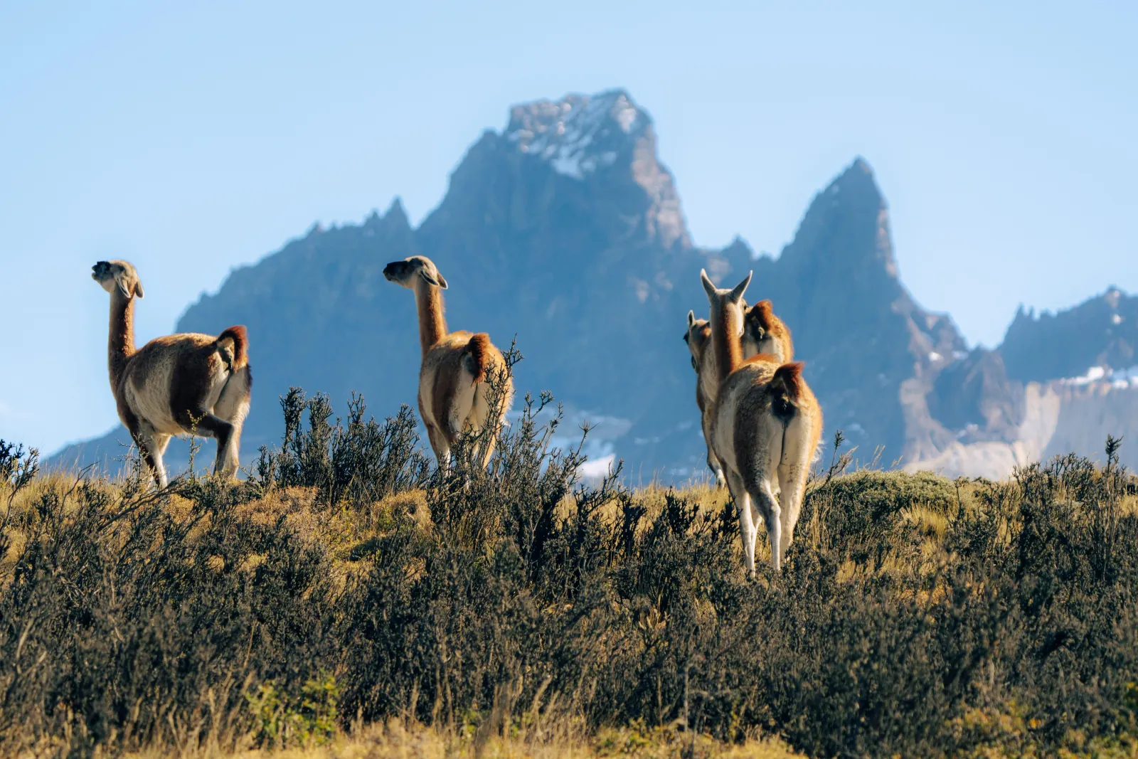 Guanacos grazing below the jagged Paine peaks