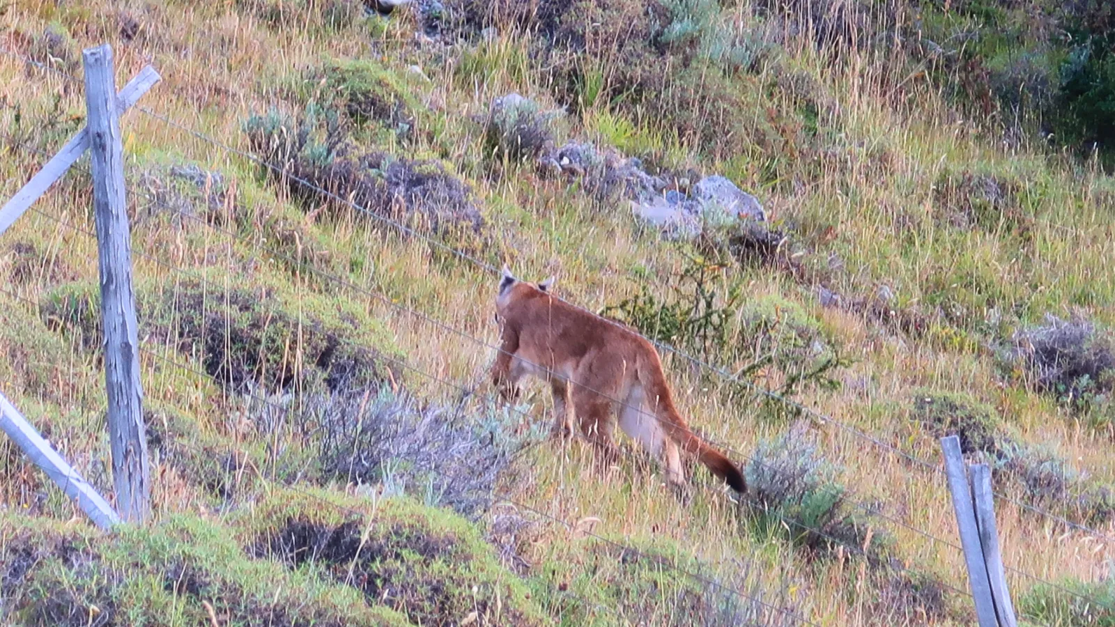 Puma crossing a grassy slope in Torres del Paine