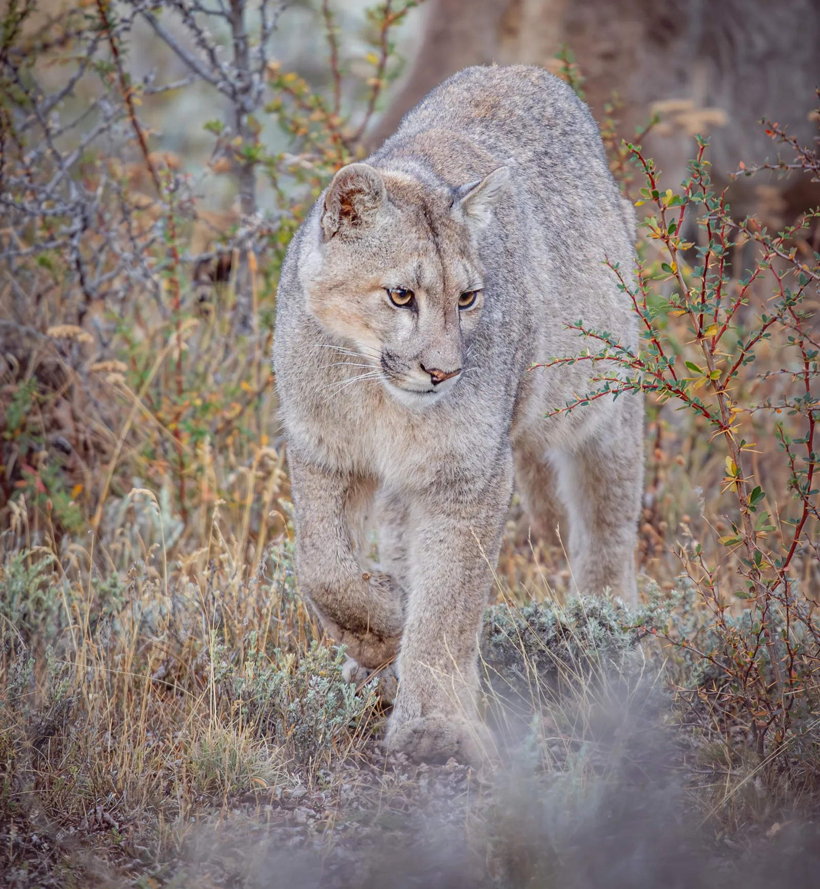 Puma walking through scrub in Torres del Paine