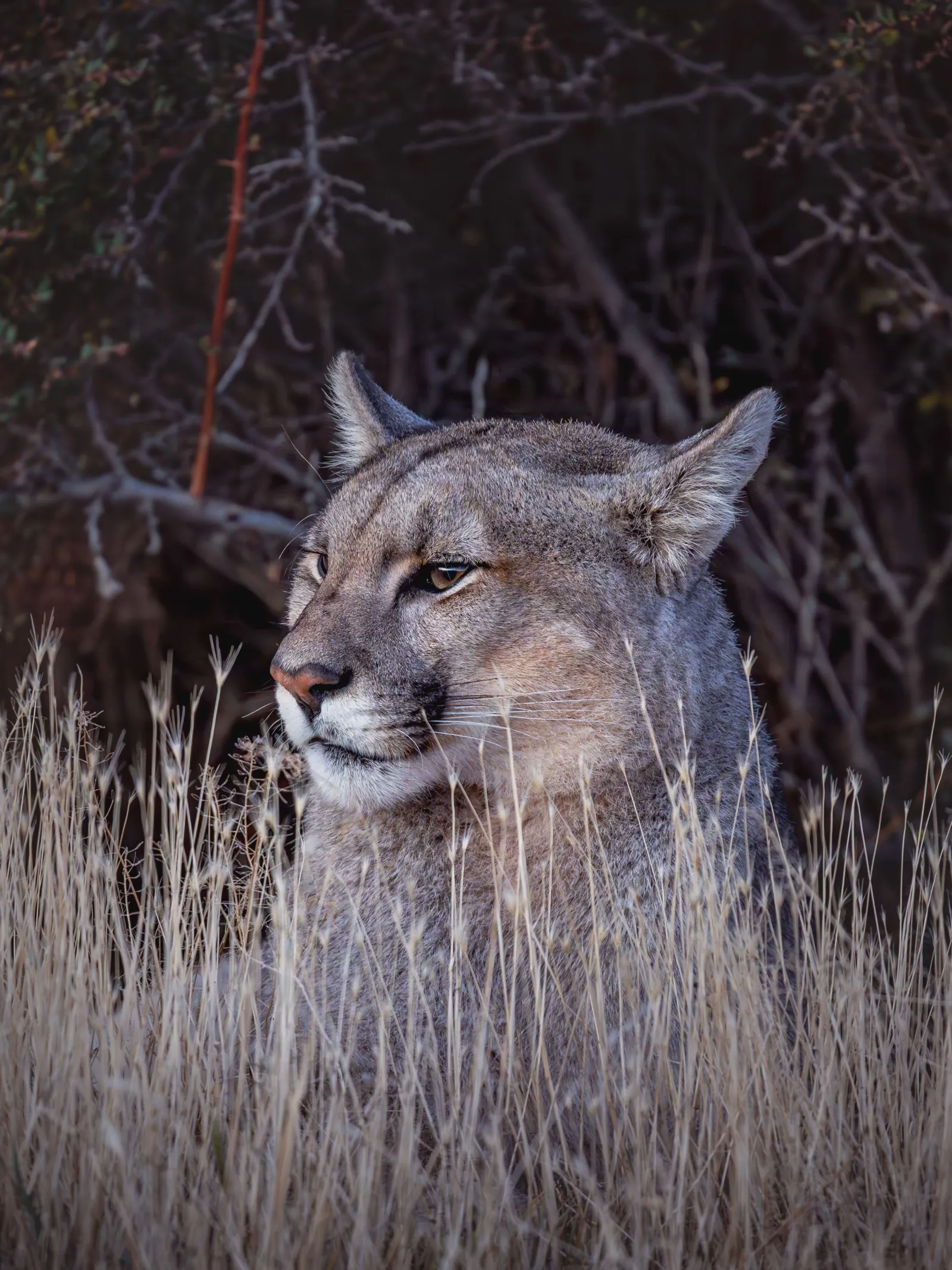 Puma resting in tall grass