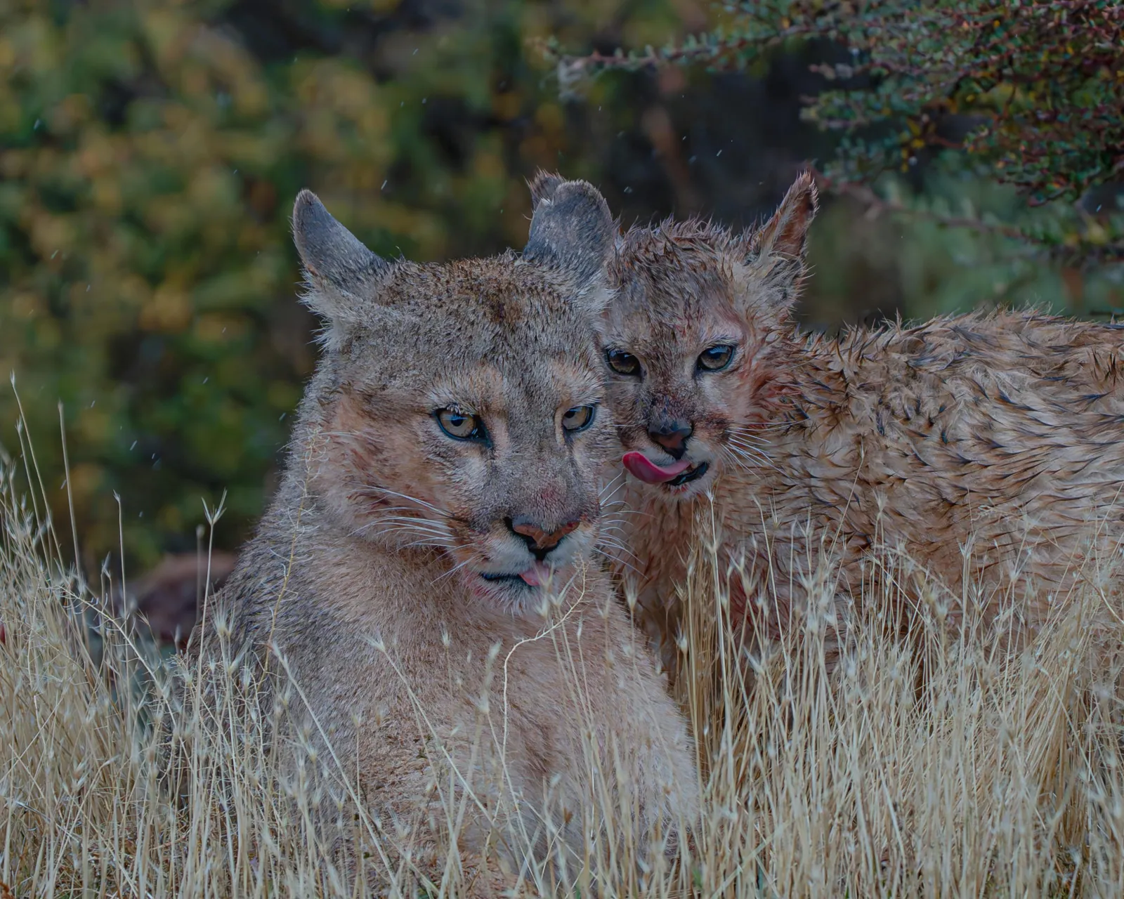 Two pumas side by side in golden grass