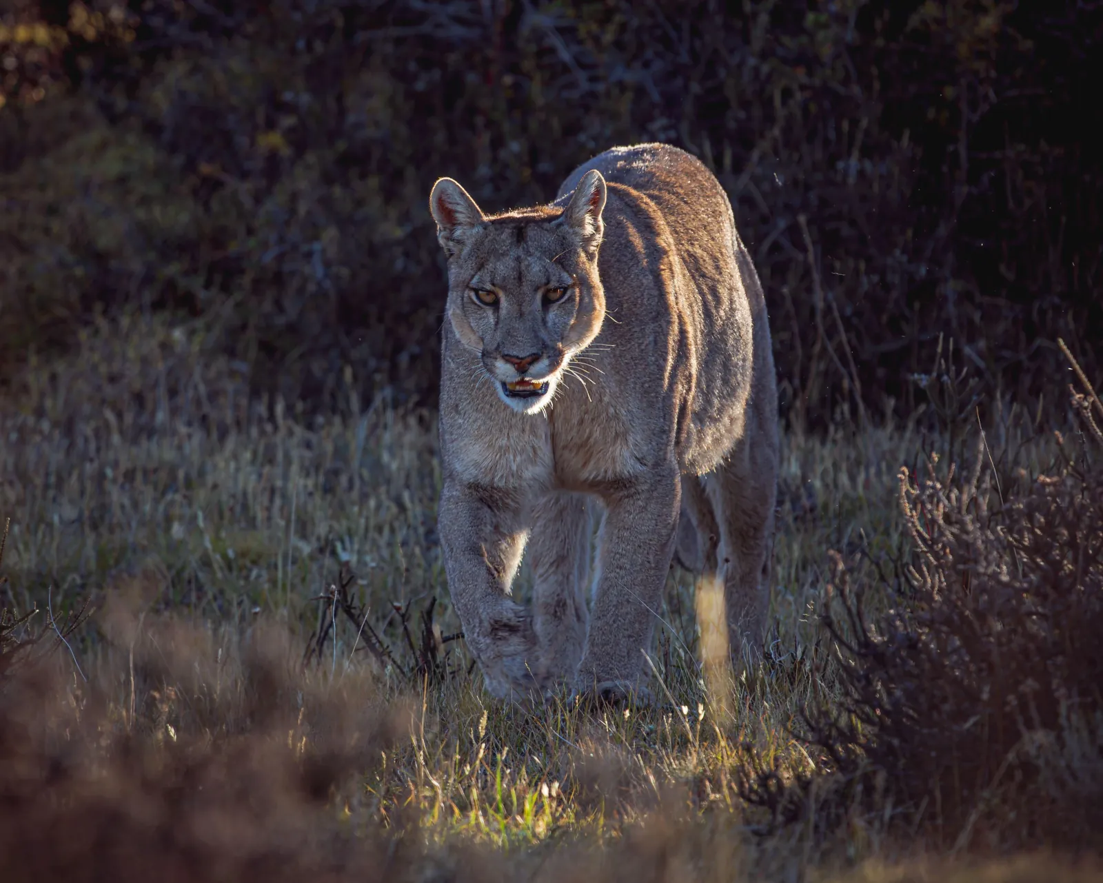 Puma approaching through low light