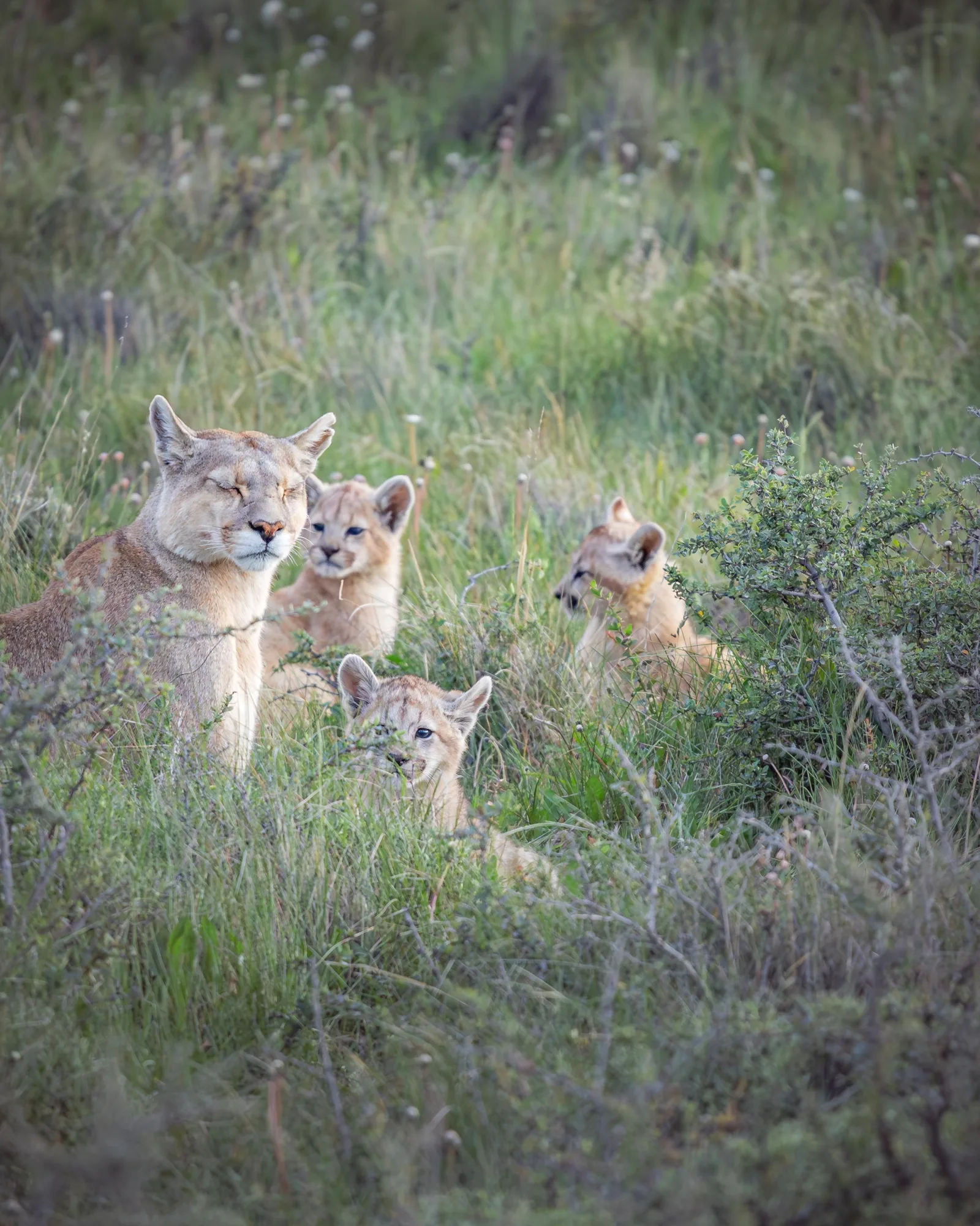 Puma Watching in Torres del Paine | Private Wildlife Expedition